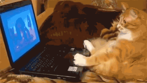 Cat using a Computer